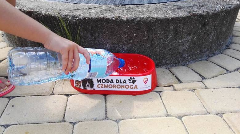 Akcja "Woda dla czworonoga" w Łowiczu. W mieście rozstawiono specjalne miski [Zdjęcia]