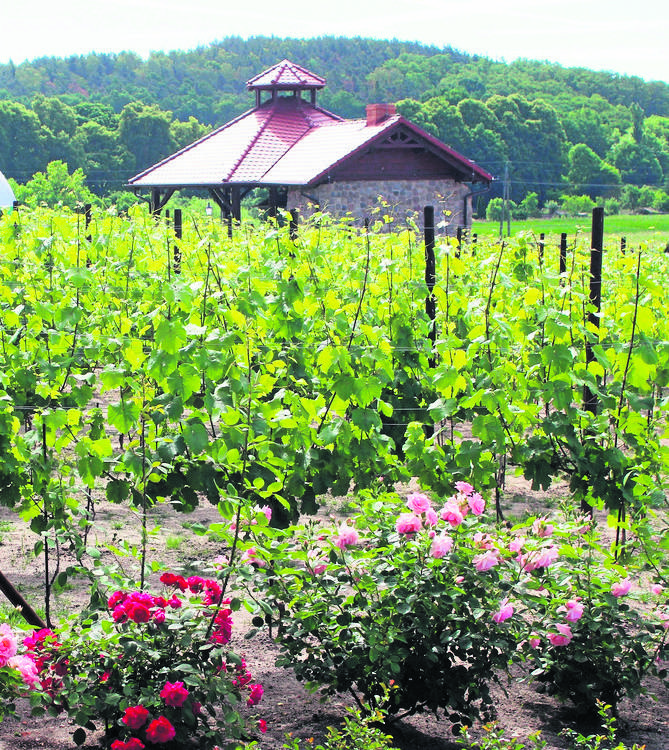 Obecni właściciele folwarku starają się przywrócić tradycje winiarskie.