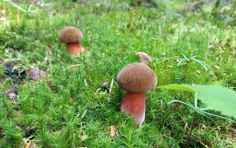 Te grzyby mają charakterystyczne kolory, ale trzeba zwrócić uwagę na kilka rzeczy, które odróżniają je od niejadalnych i trujących gatunków.