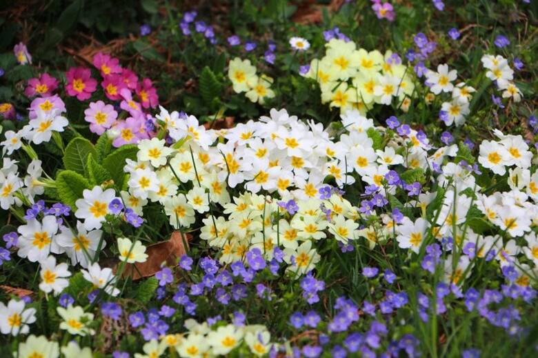 Pierwiosnki bardzo wdzięcznie prezentują w się wśród innych wiosennych kwiatów. Mogą rosnąć na rabatach, skalniakach i "dzikich" zakątkach