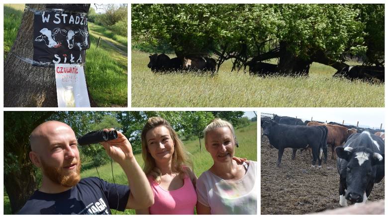 Krowy przebywają w rezerwacie o powierzchni aż 200 hektarów. Czasem trudno jest je zobaczyć. W tym tygodniu pilnowali ich m.in. Jarosław Nowak, Katarzyna Berdowska i Iwona Stępniewska.