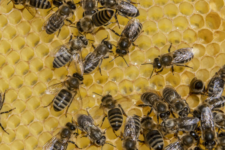 Jedna pszczela rodzina może liczyć nawet 80 tysięcy pszczół. Wszystkie z nich mają swoje zadania, które wykonują każdego dnia. Co dzieje się zatem za zamkniętymi drzwiami ula? Ile godzin dziennie pracuje pszczelarz? I jak tak właściwie powstaje miód?<br /> 