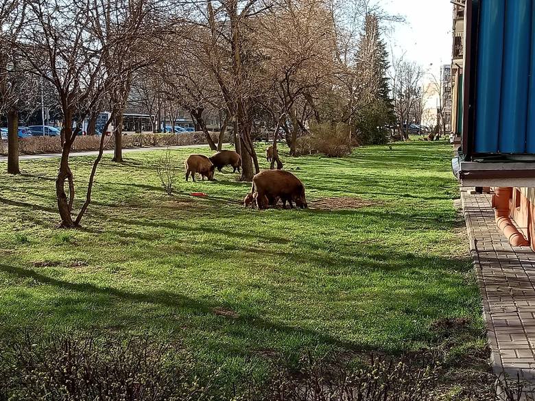 Dziki można spotkać nie tylko w Toruniu, lecz także w innych, polskich miastach. 