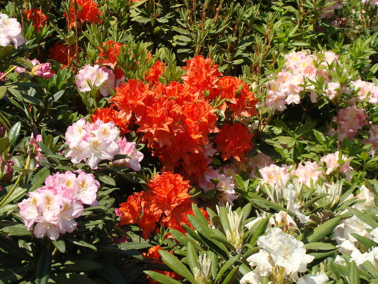 Rododendrony mają wiele gatunków, odmian i kolorów. Jednak, żeby te krzewy cieszyły kwiatami, trzeba im zapewnić odpowiednie warunki.