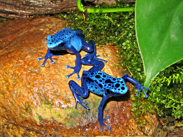 <strong>Drzewołaz niebieski</strong><br />  <br /> Ta niepozorna żaba jest tak toksyczna, że potrafi zabić nawet 20 000 myszy. Nie dotykajcie nigdy jej skóry! Trucizna znajduje się na całej powierzchni płaza. Można ją spotkać w Ameryce Centralnej i Południowej.<br /> 