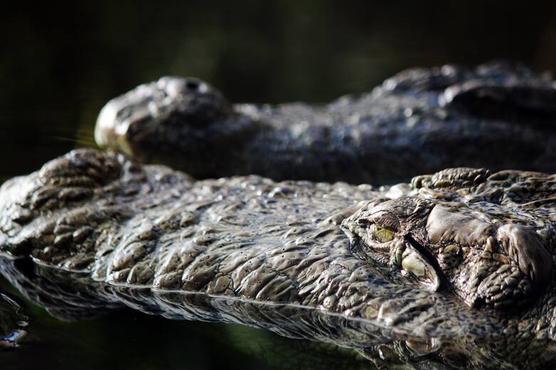 Przewodnik, którego zmyliła nawigacja, spędził 15 godzin w rzece z krokodylami