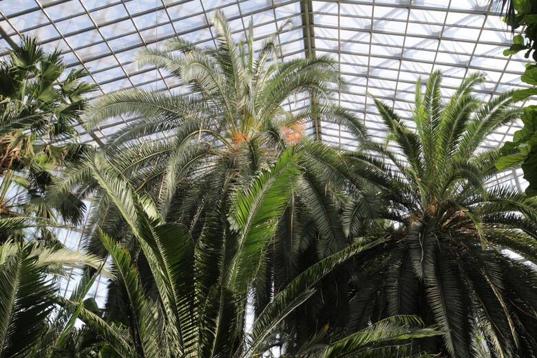 Tropikalne rośliny w Palmiarni