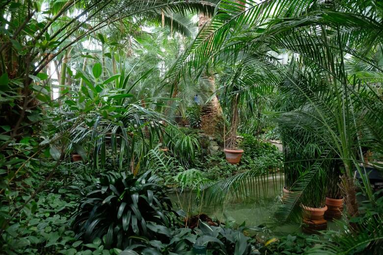 W każdym z pawilonów gliwickiej palmiarni panuje klimat odpowiedni dla znajdujących się w nim roślin.