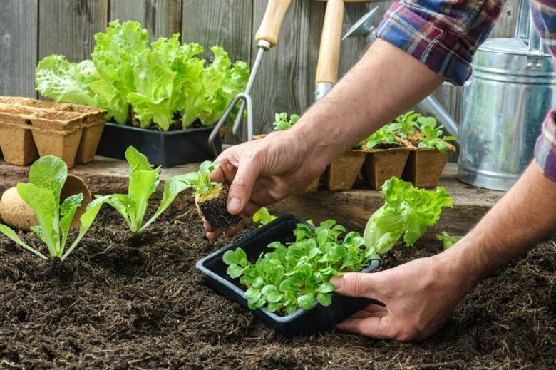 Z siewem sałat w maju trzeba się spieszyć. Natomiast dłużej można sadzić sałaty z rozsady.