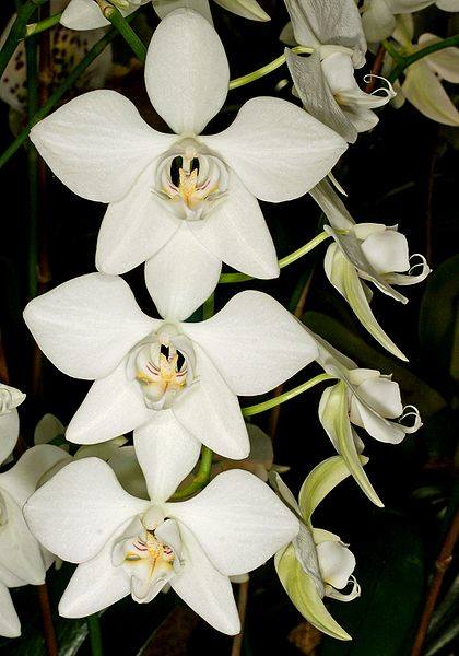 Phalaenopsis_aphrodite, ulubiona orchidea detektywa Nero Wolfe'a