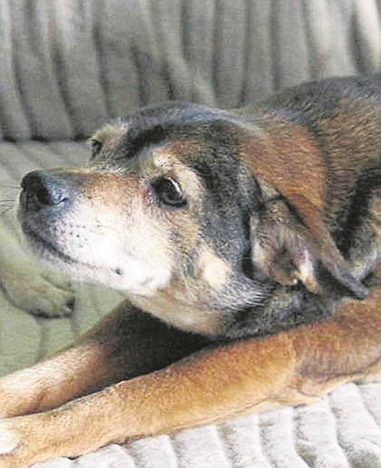 „Opiekunce” tego psa sąd zakazał posiadania zwierząt przez pięć lat. Nieszczęśnika, mimo natychmiastowego odbioru, nie udało się uratować. W domu były