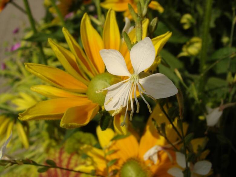Gaury są świetnym uzupełnieniem rabat. Dobrze się komponują m.in. z kwiatami o mocnym pokroju.