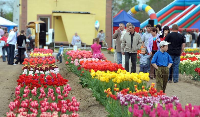 W Chrzypsku Wielkim co roku w majówkę odbywają się Międzynarodowe Targi Tulipanów.