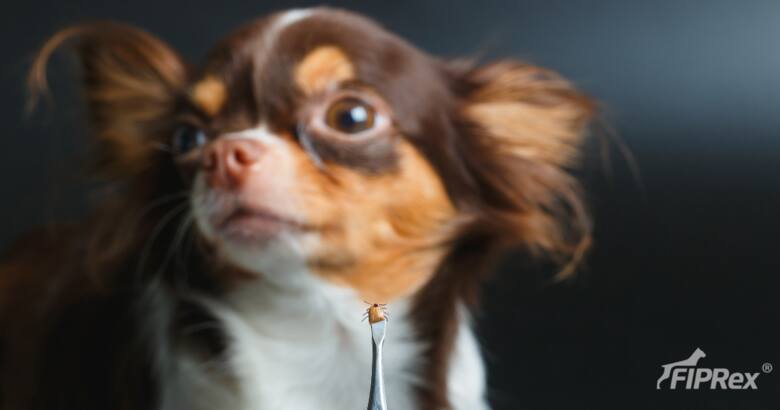 Inwazja kleszczy. Psy i koty w niebezpieczeństwie – jak zabezpieczyć pupila przed kleszczami?