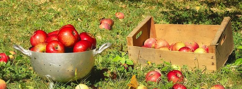 Rekordowa produkcja. Sprawdź ceny jabłek 2018 w Kujawsko-Pomorskiem [poszczególne miasta]