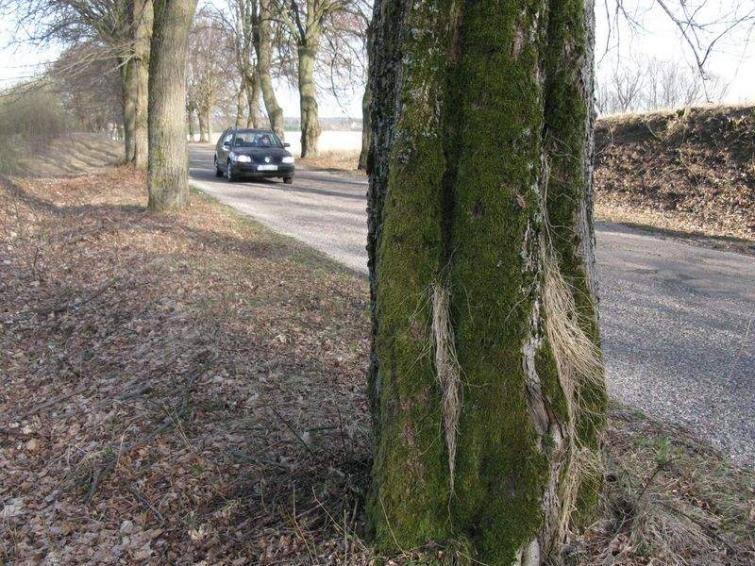 Ekolodzy wstrzymali wycinkę przydrożnych drzew