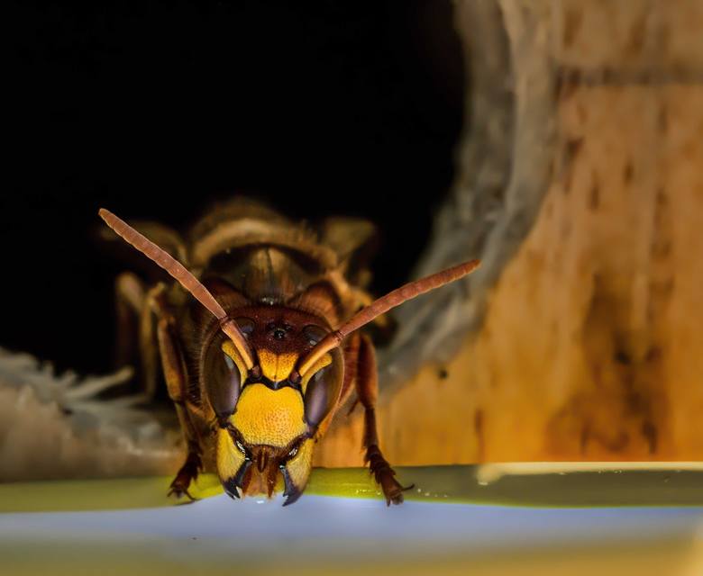 Właściwością szerszenia jest obojętność na człowieka. Szerszenie atakują tylko wtedy, gdy bronią swojego gniazda. W gnieździe może być jednocześnie nawet 600-700 szerszeni. Jeszcze więcej u os, a najwięcej u pszczół – do kilkudziesięciu tysięcy. 