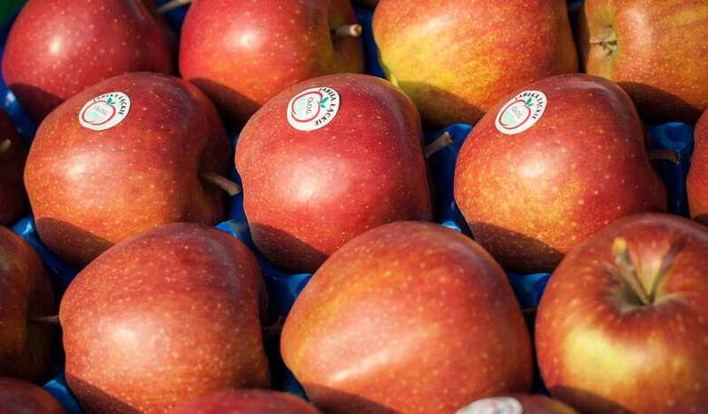 Jabłka łąckie są symbolem powiatu nowosądeckiego, który słynie z sadów owocowych