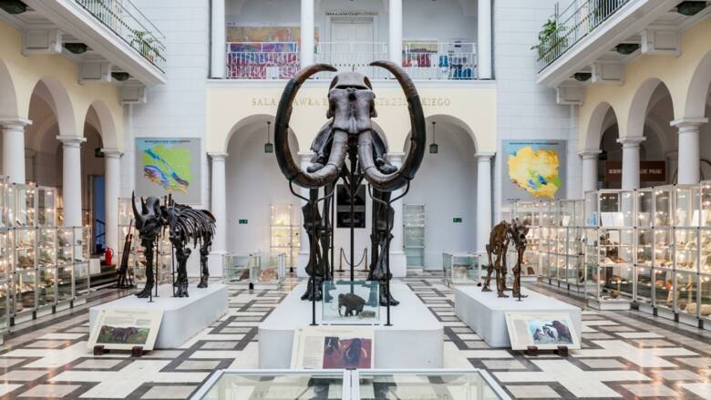 Szkielet mamuta w Muzeum Geologicznym w Warszawie
