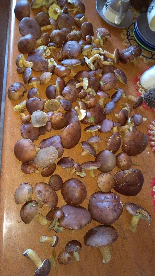 W opolskich lasach prawdziwy wysyp grzybów. 