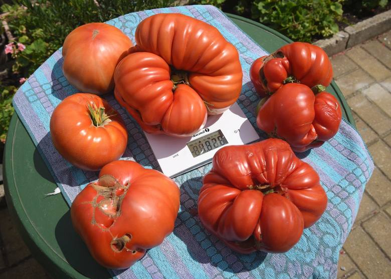 Gigantyczne pomidory z działki pana Ryszarda 