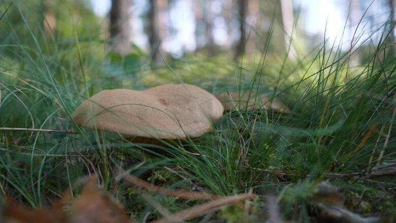 To co my nazywamy grzybem, to jest tak naprawdę owocnik grzybni, która się rozrasta w wierzchniej warstwie gleby i w ściółce leśnej.