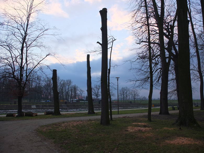 Wycinka drzew w Parku Nadodrzańskim w Opolu. 
