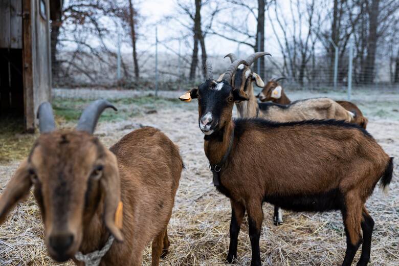 W gospodarstwie Jarosława i Agnieszki Strusińskich z roku na rok przybywa kóz. Obecnie stado liczy 24 kozy