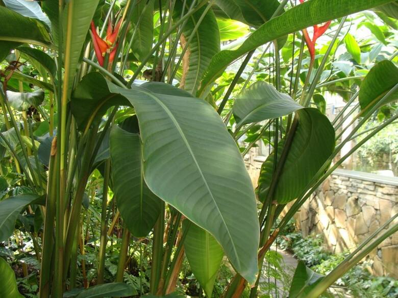Helikonie są spokrewnione z bananowcami. Liście tych roślin są bardzo do siebie podobne.