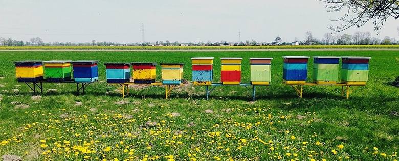 Rolnik wytruł pszczoły. Myślcie przy opryskach! - apeluje Tadeusz Stelmaszyk