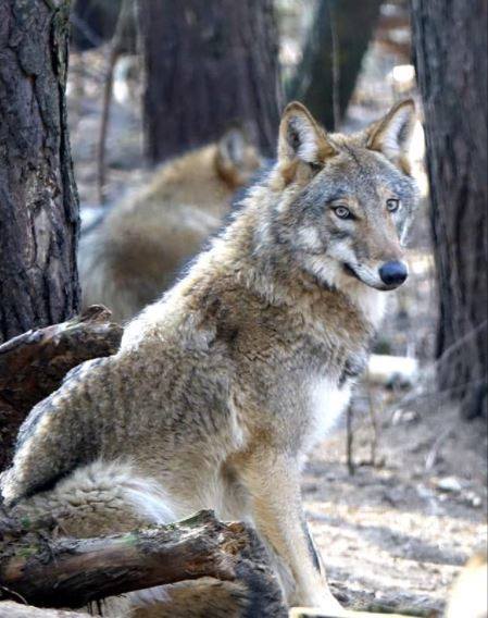 Wilki niemal zniknęły z Polski