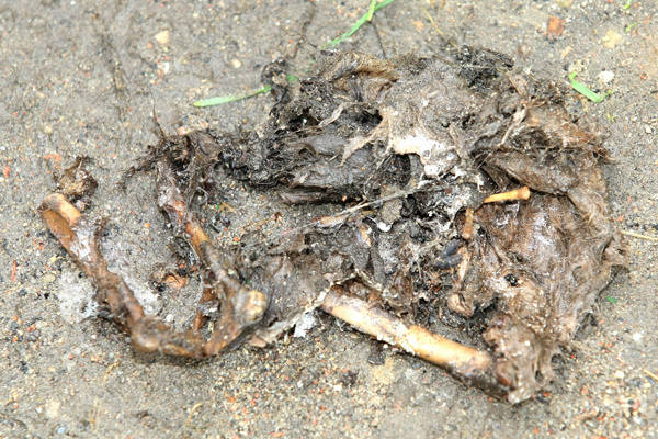 Te zwierzęce szczątki znaleziono za kratami zabezpieczającymi piwniczne okna pawilonu