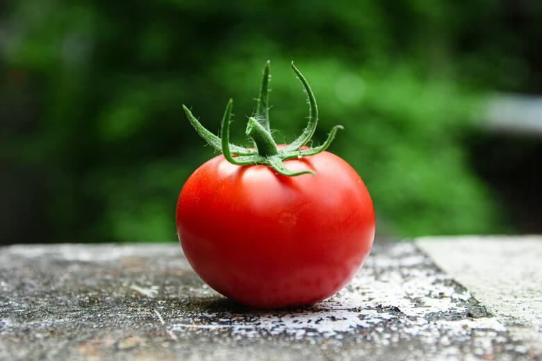 Odmiany pomidorów możemy dobierać pod względem długości okresu wegetacji (np. odmiany wczesne, średniowczesne, późne), podział według osiąganego wzrostu: