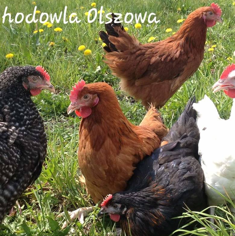 Hodowla Drobiu Olszowa - kury, kaczki, perliczki, bojlera zagrodowego