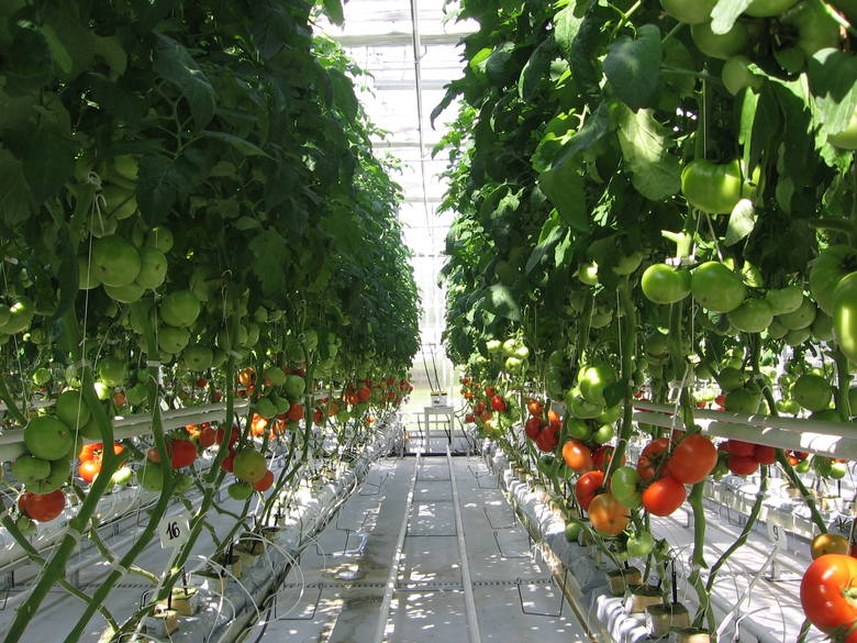 Bezglebowa uprawa pomidora prowadzona w Instytucie Ogrodnictwa