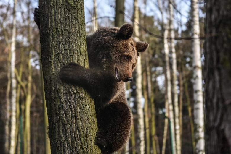 Cisna rośnie jak na drożdżach! Gdy trafiła do poznańskiego zoo ważyła zaledwie 7 kilogramów. Teraz niedźwiedzica ma nowy wybieg, gdzie dokazuje do woli z mastifem tybetańskim Barim. Z łatwością też wspina się na drzewa. Zobaczcie, jak wyrosła ulubienica pracowników i odwiedzających poznańskie...