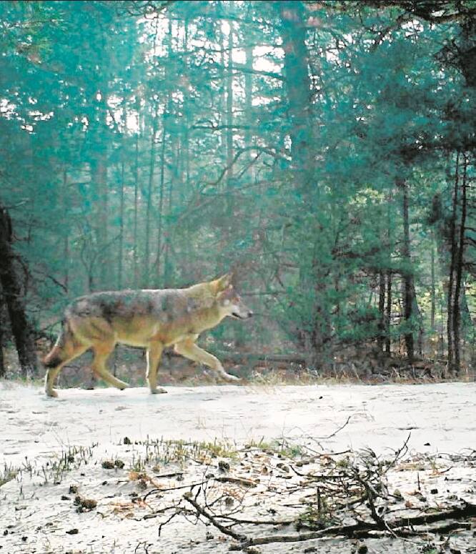 W Słowińskim Parku Narodowym fotopułapki od dawna  rejestrują obecność wilków