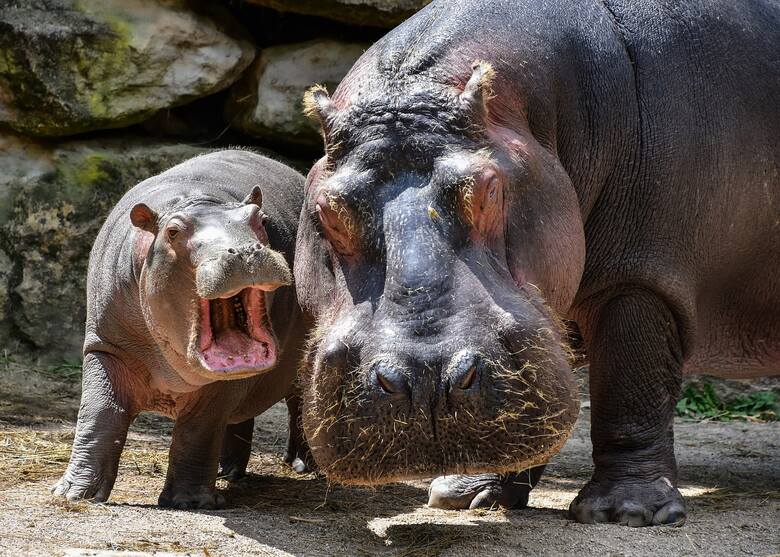 Kolumbijski rząd ma już dosyć hipopotamów Escobara. Wiadomo, co chce z nimi zrobić
