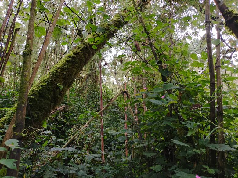 Dżungla na północy Rwandy