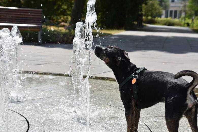 Psy też lubią się ochłodzić przy miejskich fontannach, wysokie temperatury doskwierają nie tylko ludziom