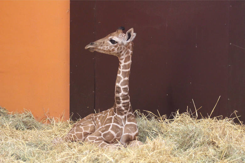 Ostatnio w zoo urodziły się żyrafa i zebra. Które zwierzaki teraz czekają na młode?
