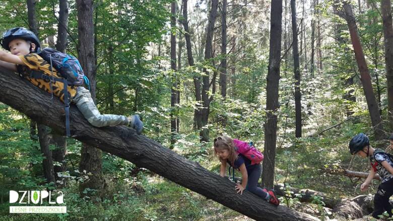Leśne przedszkola i ich codzienność. Te dzieci wspinają się na drzewa i znają środowisko naturalne jak mało kto. Leśna edukacja w praktyce