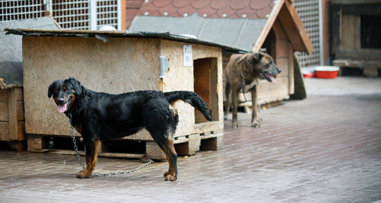 Psy wyrzucone przez właścicieli ponownie trafiają do schroniska.
