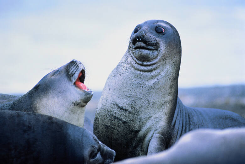 Dwie foki na Antarktydzie