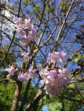 Paulownia ma bardzo dekoracyjne kwiaty, które pojawiają się na drzewie w maju.