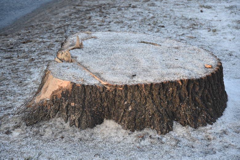 Przy ulicy Żorskiej w Rybniku ścięto 16 drzew. Powstanie tu droga rowerowa