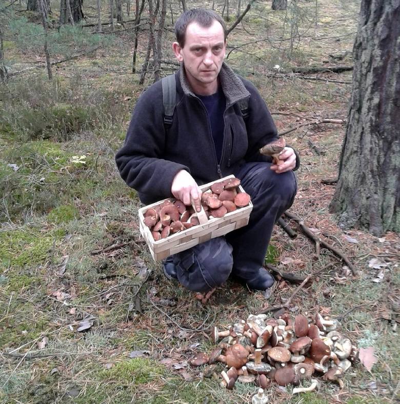 Udane grzybobranie w lesie koło Żagania