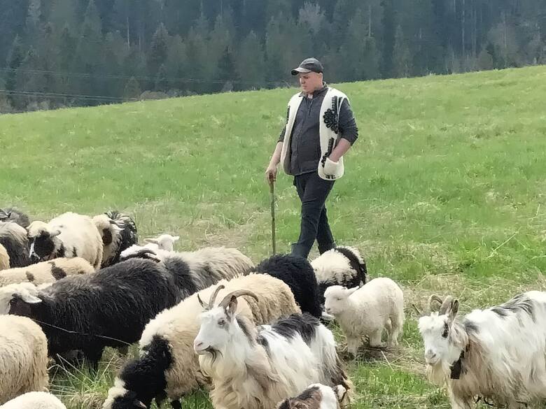 Wiosenny wypęd owiec na łąki w Bieszczadach