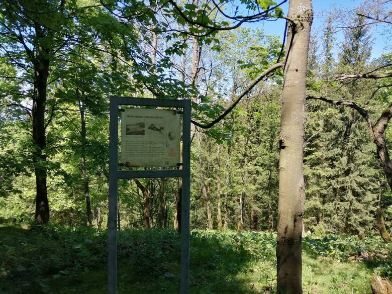 W lesie znajdziemy przygotowane tablice informacyjne, dzięki którym poznamy historię Budnik >>>