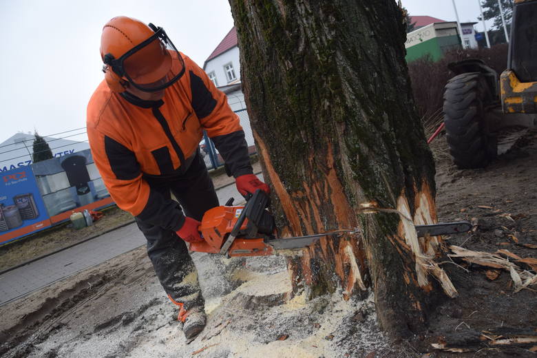 W piątek trwała wycinka drzew wzdłuż ul. Kobylogórskiej w Gorzo¬wie. Sebastian Dostatni robił klin przed ostatecznym ścięciem